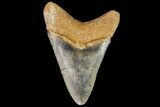 Serrated, Fossil Megalodon Tooth - Florida #110469-1
